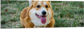 PVC Schuimplaat- Blije Corgi Hond met Uitstekende Tong in het Grasveld - 150x50 cm Foto op PVC Schuimplaat