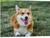 PVC Schuimplaat- Blije Corgi Hond met Uitstekende Tong in het Grasveld - 100x75 cm Foto op PVC Schuimplaat