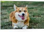 PVC Schuimplaat- Blije Corgi Hond met Uitstekende Tong in het Grasveld - 75x50 cm Foto op PVC Schuimplaat