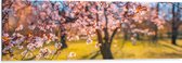 Dibond - Bloeiende Bloesem aan Boom in het Park - 120x40 cm Foto op Aluminium (Met Ophangsysteem)