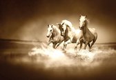 Fotobehang - Vlies Behang - Witte Galopperende Paarden in het Water sepia - 254 x 184 cm