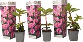 Plant in a Box - Rhododendron Elegans Pink - Roze Rhodo - Winterharde planten - Roze - Pot 9cm - Hoogte 25-40cm