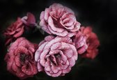 Fotobehang - Vlies Behang - Roze en Rode Rozen op Zwarte Achtergrond - Bloemen - Pioenrozen - 312 x 219 cm
