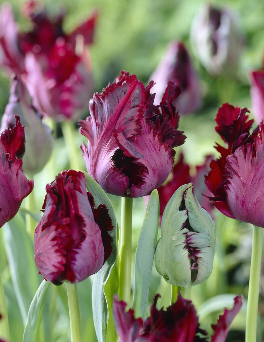 Tulp Black Parrot | 10 stuks | Parkiettulp | Tulpenbollen