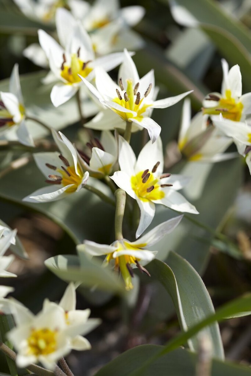 TulpTurkestanica | 10 stuks | Tulpenbollen