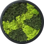 Comforder Moss Painting - Mur de Mousse de Renne - Décoration murale Sans Entretien - Rond Ø38cm
