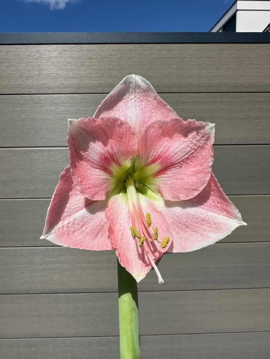 Amaryllis Rosalie | 1 stuk | Amaryllisbol | Hippeastrum