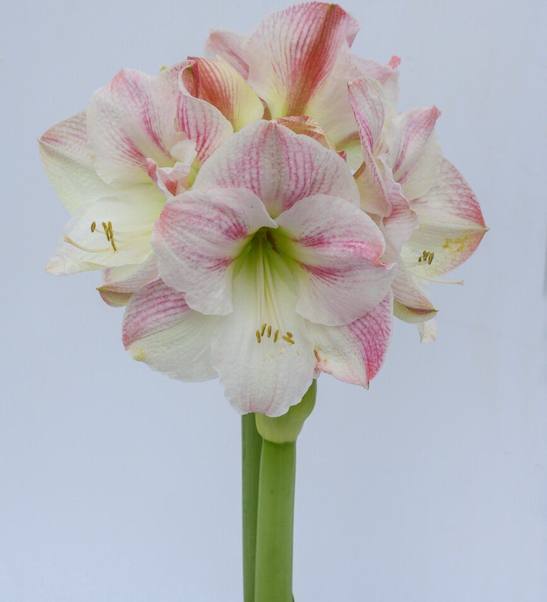 Amaryllis Cherry Blossom | 1 stuk | Amaryllisbol | Hippeastrum