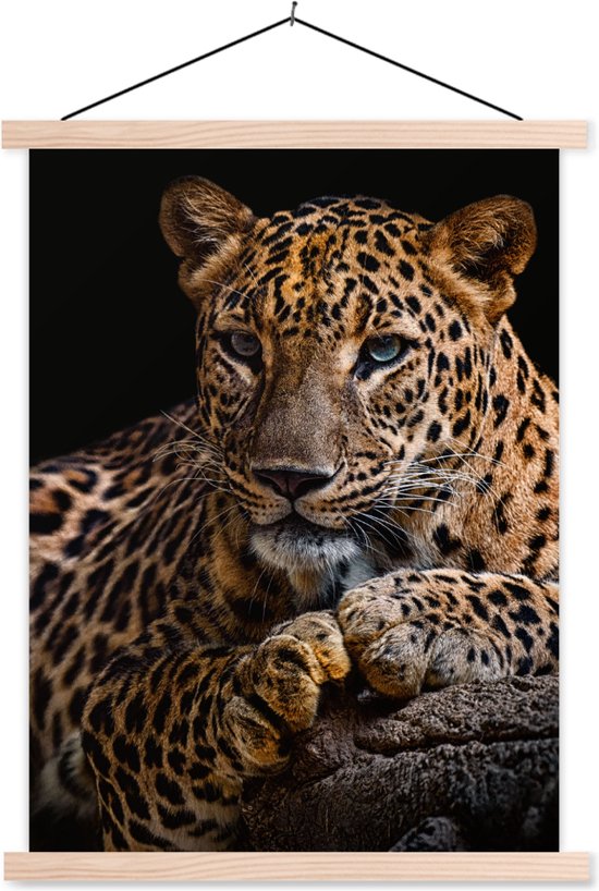 Porte-affiche avec affiche - Affiche scolaire - Animaux sauvages - Panthère - Portrait - Zwart - Animaux - 60x80 cm - Lattes vierges