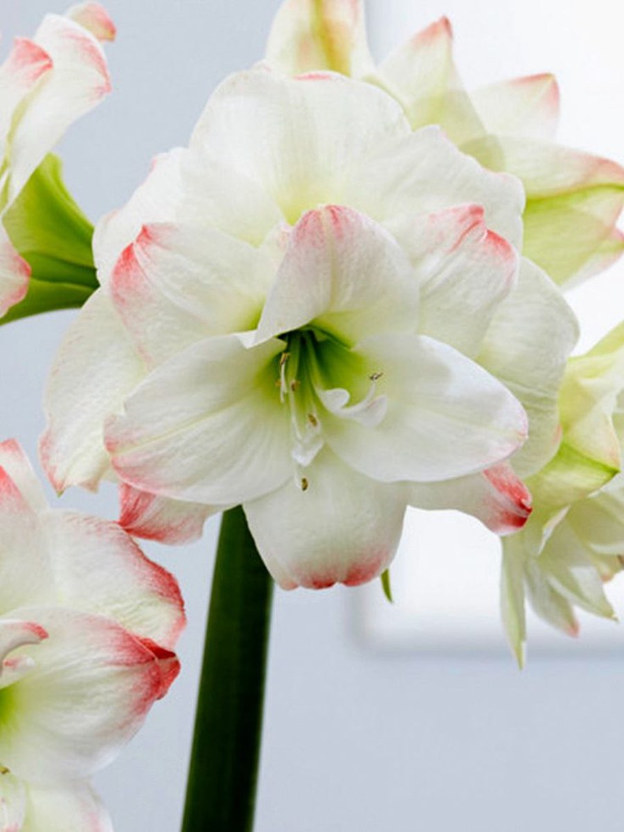 Amaryllis Amadeus Candy | 1 stuk | Amaryllisbol | Hippeastrum