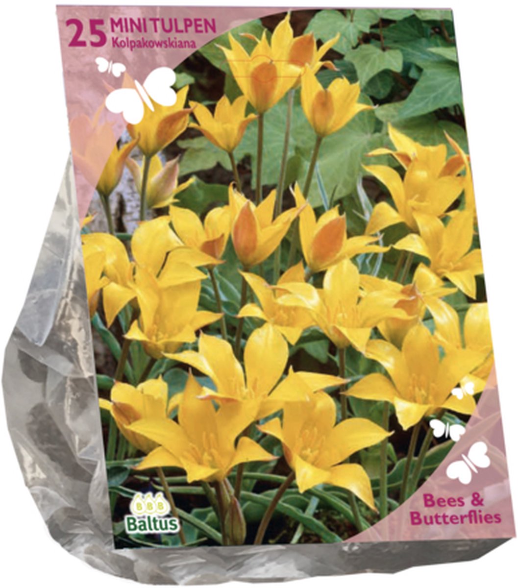 Bees & Butterflies - Tulipa Kolpakowskiana per 25