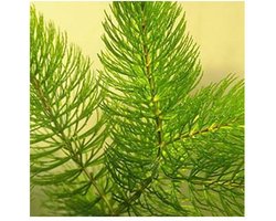 Moerings Ceratophyllum demersum | Hoornblad | In Beker