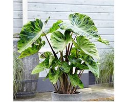 Moerings Colocasia Mojito | Mojito Taro | In 18CM Mand Kant en Klaar