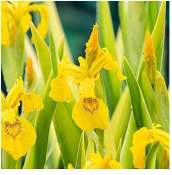 Gevlekte japanse iris (iris laevigata mottled beauty ) moerasplant - 6 stuks kopen? | Korting tot 10