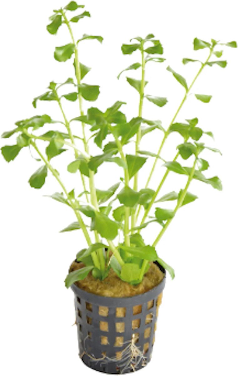 Aquafleur Bacopa Monnieri | Kleinbladige Bacopa | in 5 cm pot