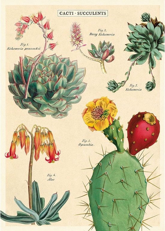Poster Cactus 2 - Cavallini & Co - Schoolplaat Cacti & Succulent