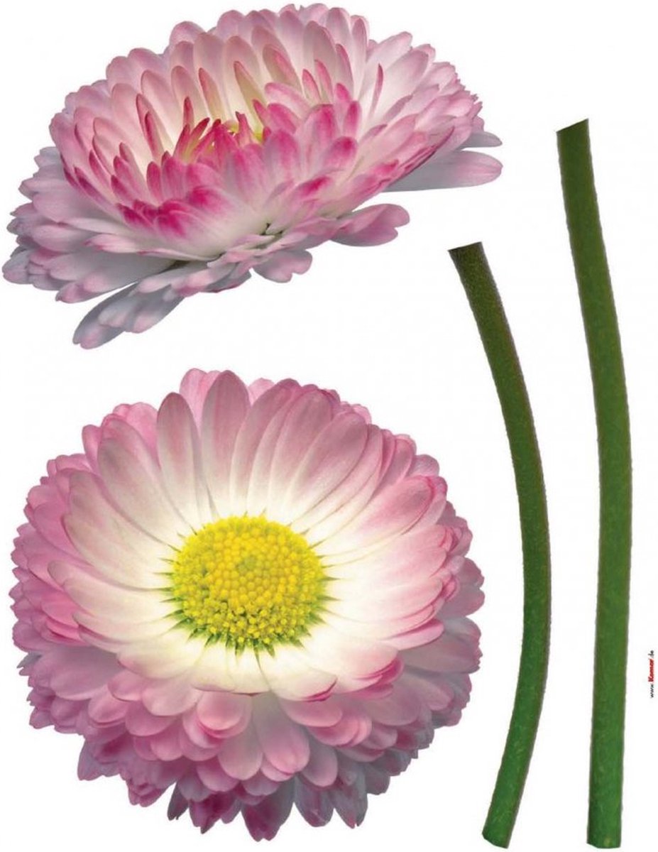 Komar - Muursticker - Daisy - Kinderbehang - Zelfklevend - Muurdecoratie - Stickers - 50 x 70 cm