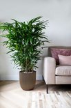 Gouden, geribbelde bolvormige bloempot met een grote palmtak plant, naast een bank.
