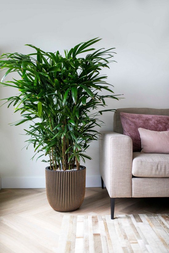 Gouden, geribbelde bolvormige bloempot met een grote palmtak plant, naast een bank.