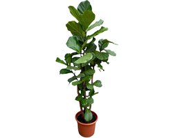 Vertakte vioolbladplant XXL - 200 cm hoge Ficus Lyrata - ø45 - Kamerplant voor in indirect licht