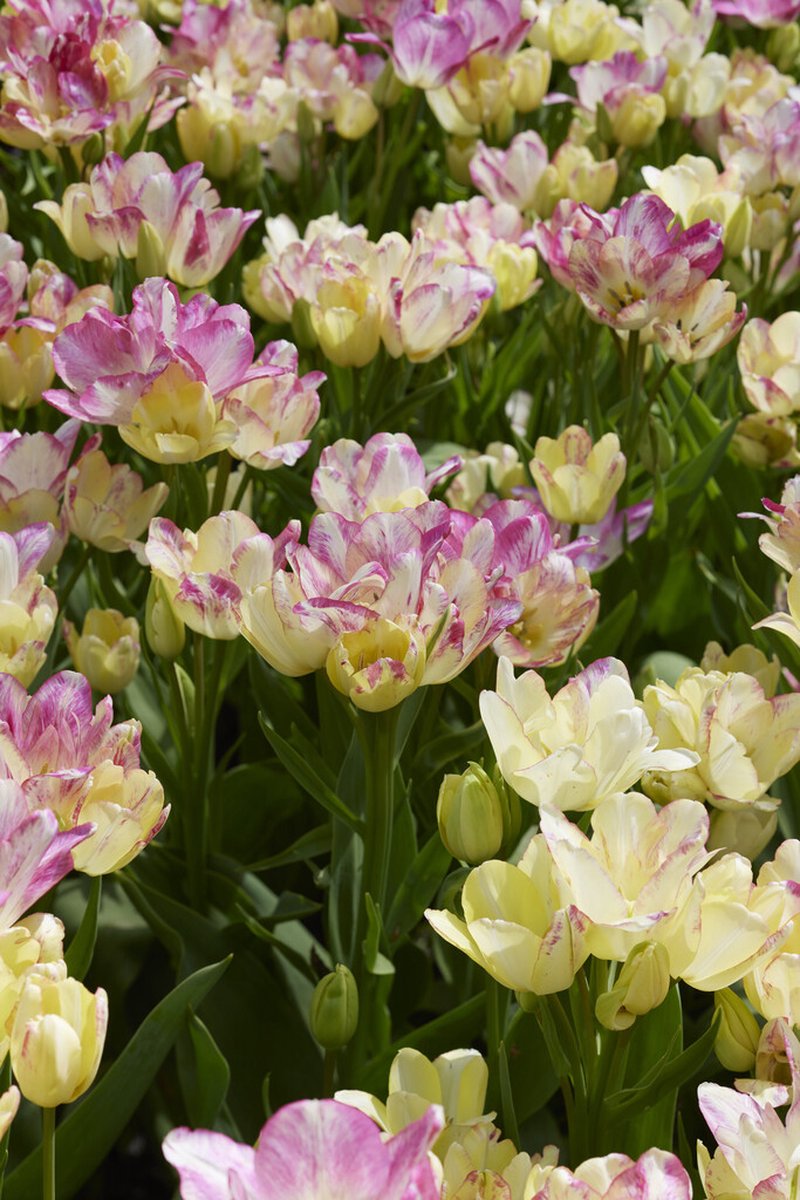 Tulipa Dream Club | 10 stuks | Tulpenbollen