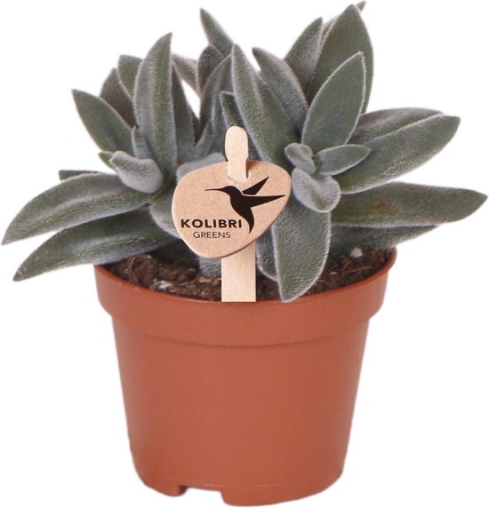 Groene Plant, Succulent Tarantula, Vetplant, Kleur Groen/Grijs, Weinig Onderhoud, Ø6cm