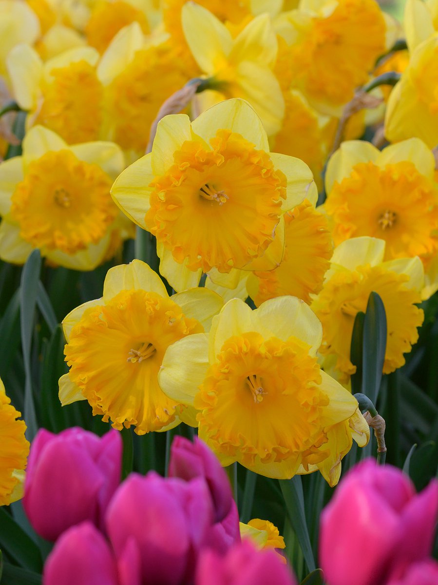 Narcis Ferris Wheel | 10 stuks | Geel | Oranje | Narcissenbollen