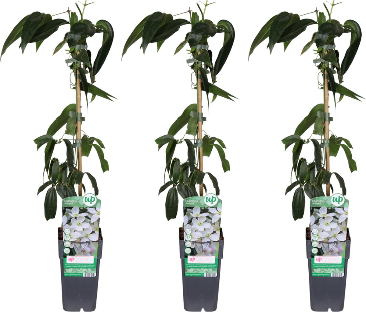 Green Harmony | 3 stuks - Ø15cm - 65cm