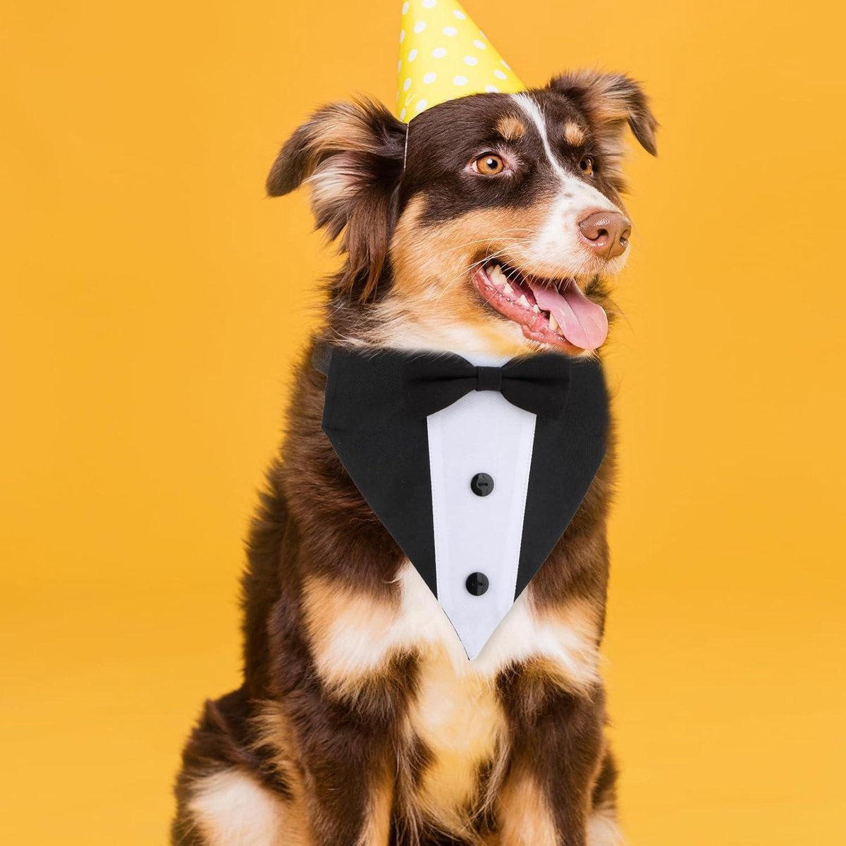 Honden accessoires bestellen? | Snel Geleverd