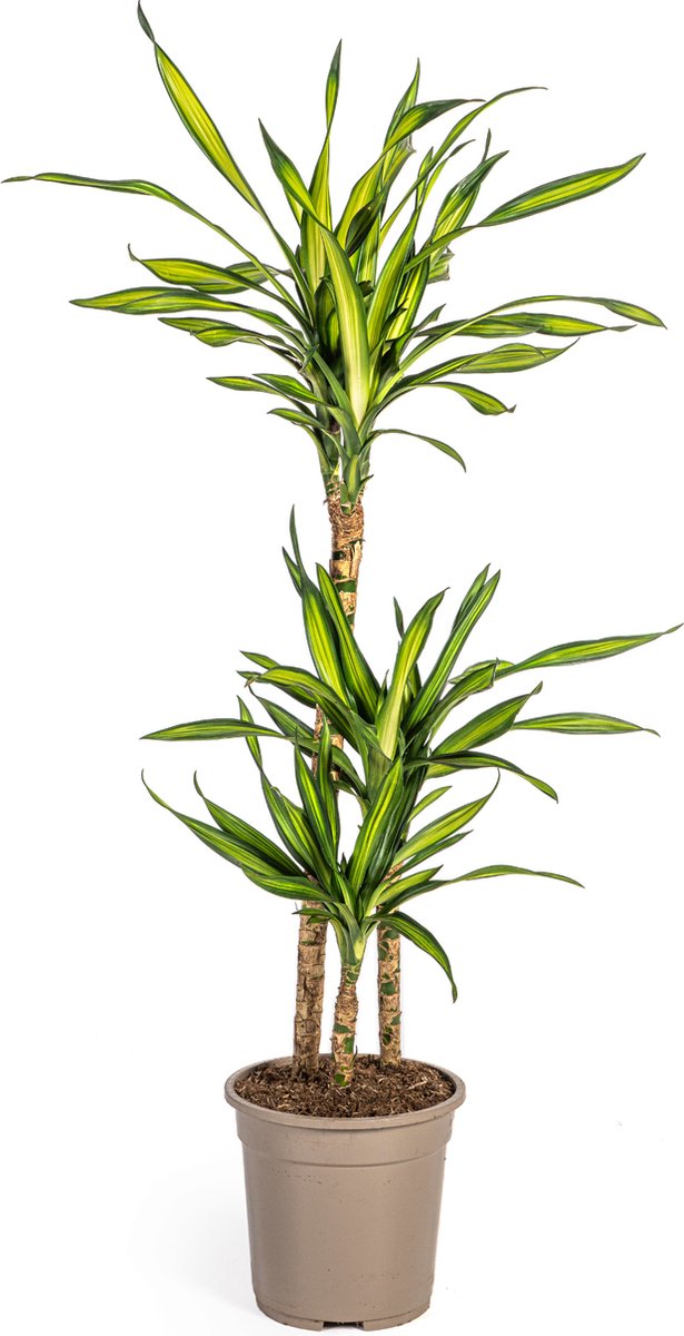 Green Harmony | Dracaena Deremensis Rikki Ø21cm - 100cm