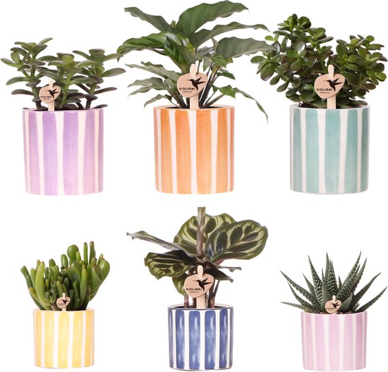 Green Harmony | Mix van groene planten + Painted Stripe sierpotten ...