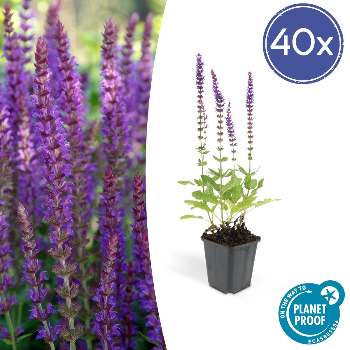 Green Harmony| Salvia nem. 'Ostfriesland' - 10-25cm - Ø9cm