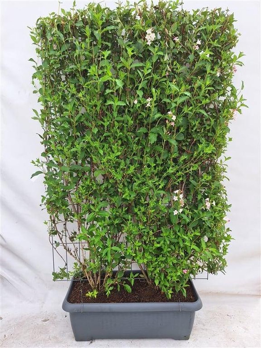 Green Harmony | Weigela 'Rosea' - Weigelia - Kant-en-Klaar Haag - 120 x 180 cm
