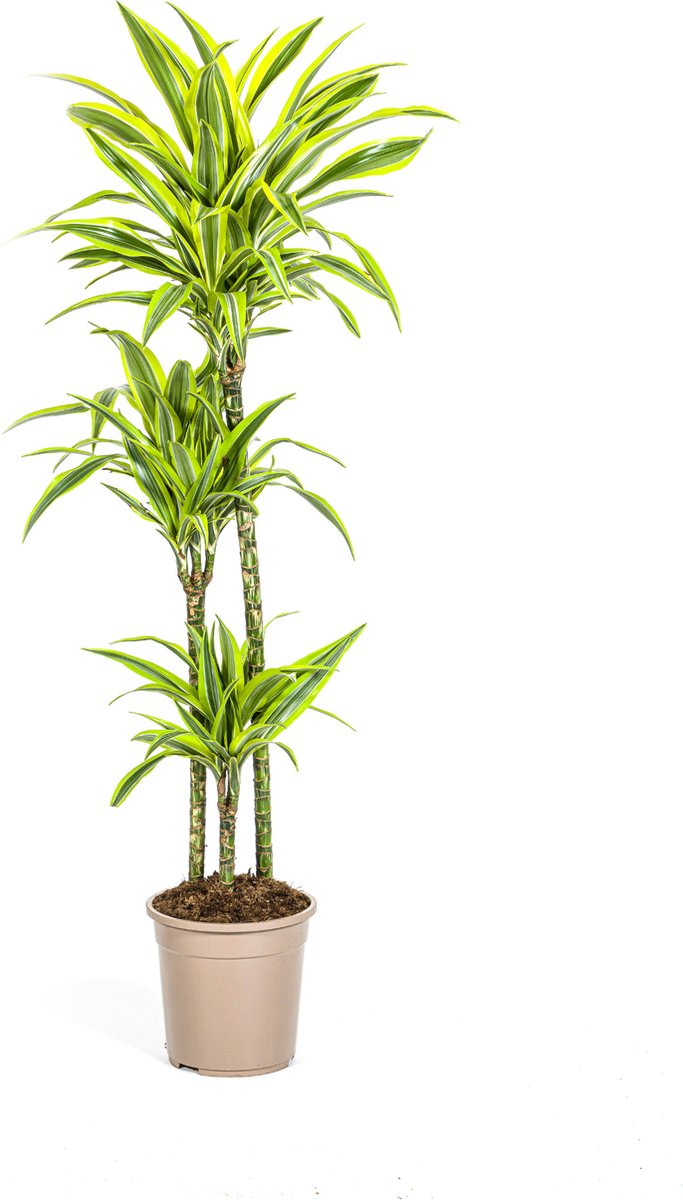 Green Harmony | Dracaena Deremensis Lemon Lime Ø24cm - 140cm