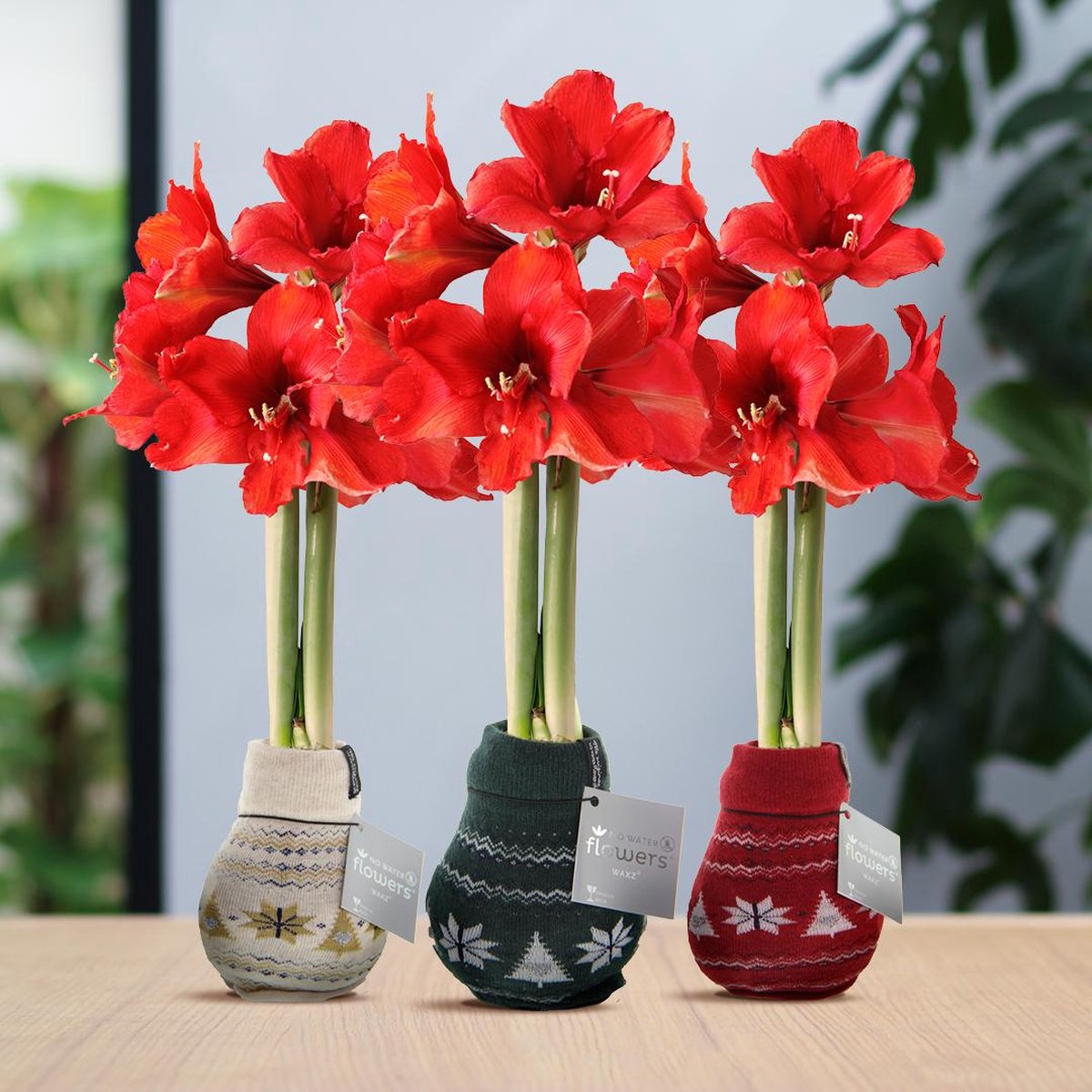 Green Harmony | (wax amaryllis) | Fashionz Nordic Mix (3 pack) + Red flower