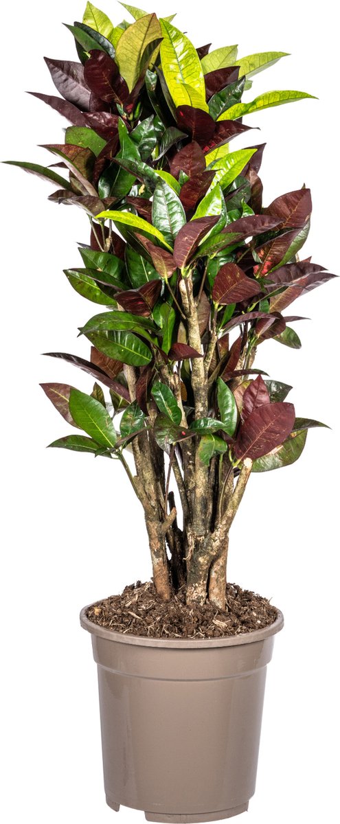 Green Harmony | Codiaeum 'Croton' Iceton Ø21cm - 70-80cm