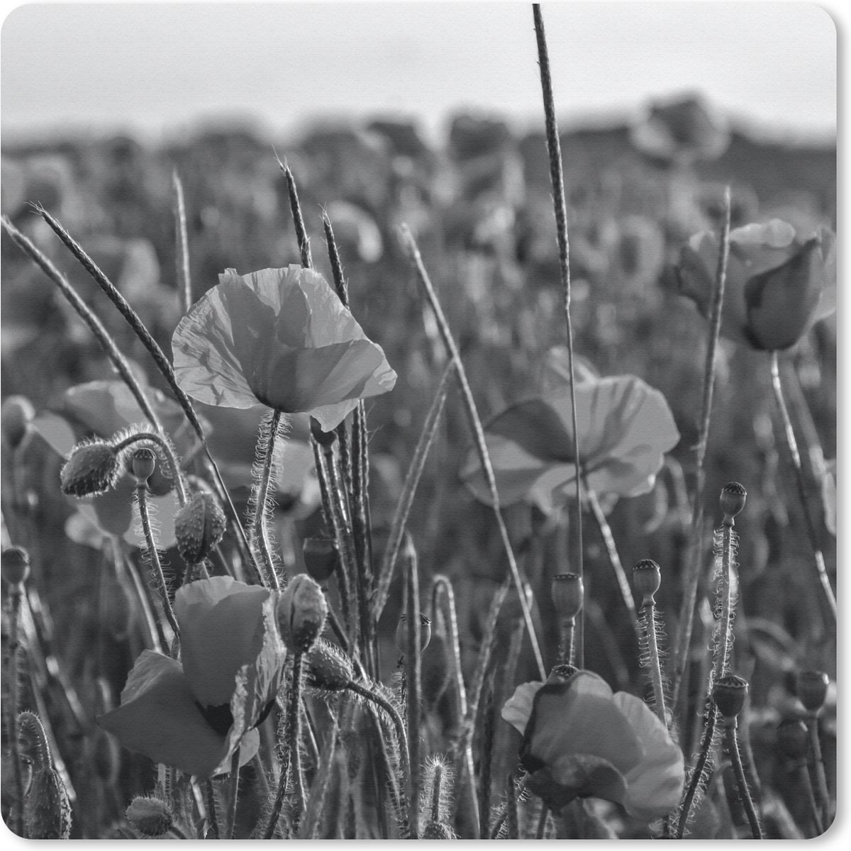 Muismat 20x20 cm - Mousepad Bloemen - Klaprozen - Natuur - Rood - Muismatten