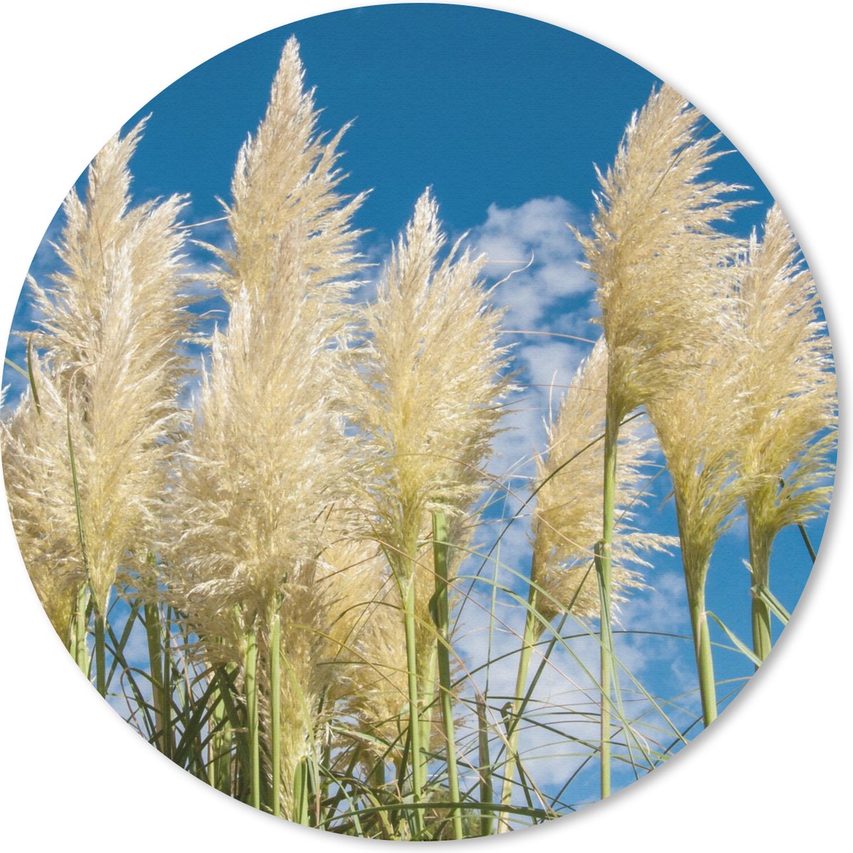 Muismat rond 20x20 cm - Mousepad Pampasgras - Plant - Natuur - Ronde muismatten