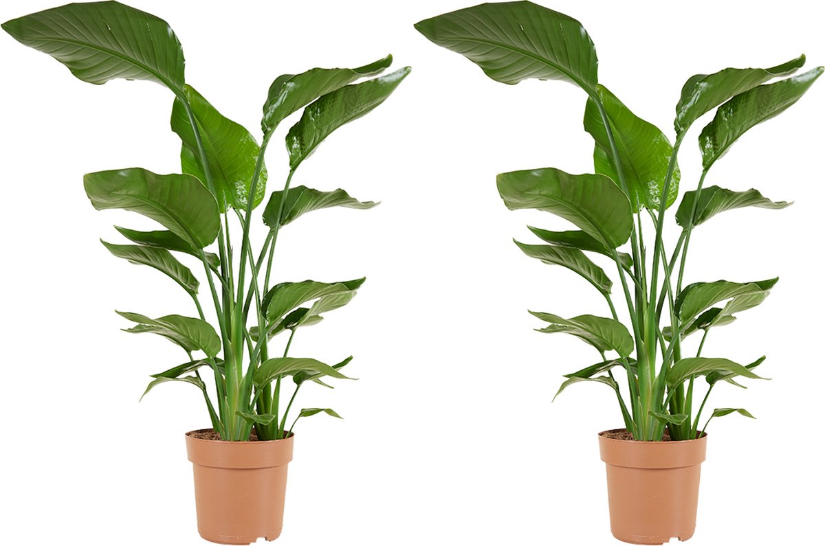 HEM - Strelitzia Nicolai Kunstplant - Paradijsvogelplant 120 cm HEM - Strelitzia Nicolai Kunstplant - Paradijsvogelplant 120 cm