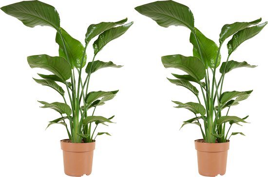 Bloomique - Set van 2 - Strelitzia Nicolai - Paradijsvogelplant - Paradijsvogelbloem - Kamerplanten - Luchtzuiverend - Gemakkelijk in onderhoud - Hoogte 70-80 cm - 17 cm Pot