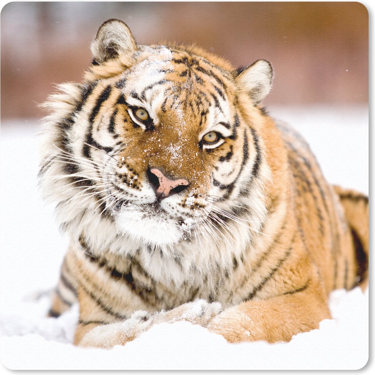 Muismat 20x20 cm - Mousepad Tijger - Sneeuw - Wit - Muismatten
