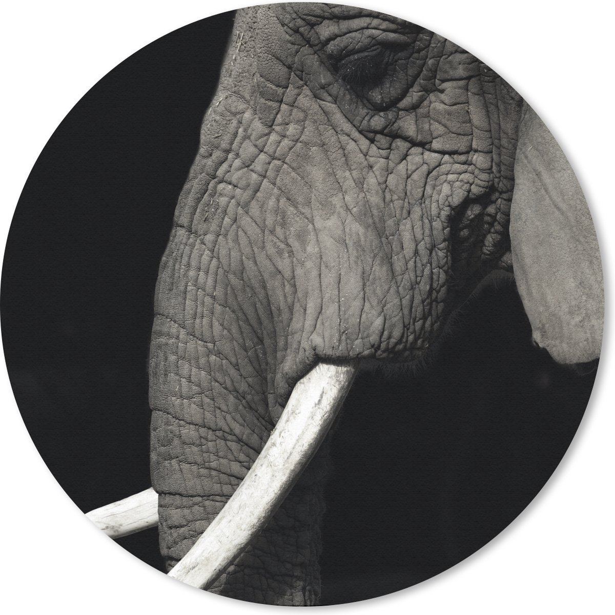 Muismat rond 50x50 cm - Mousepad Olifant - Dier - Slagtand - Ronde muismatten