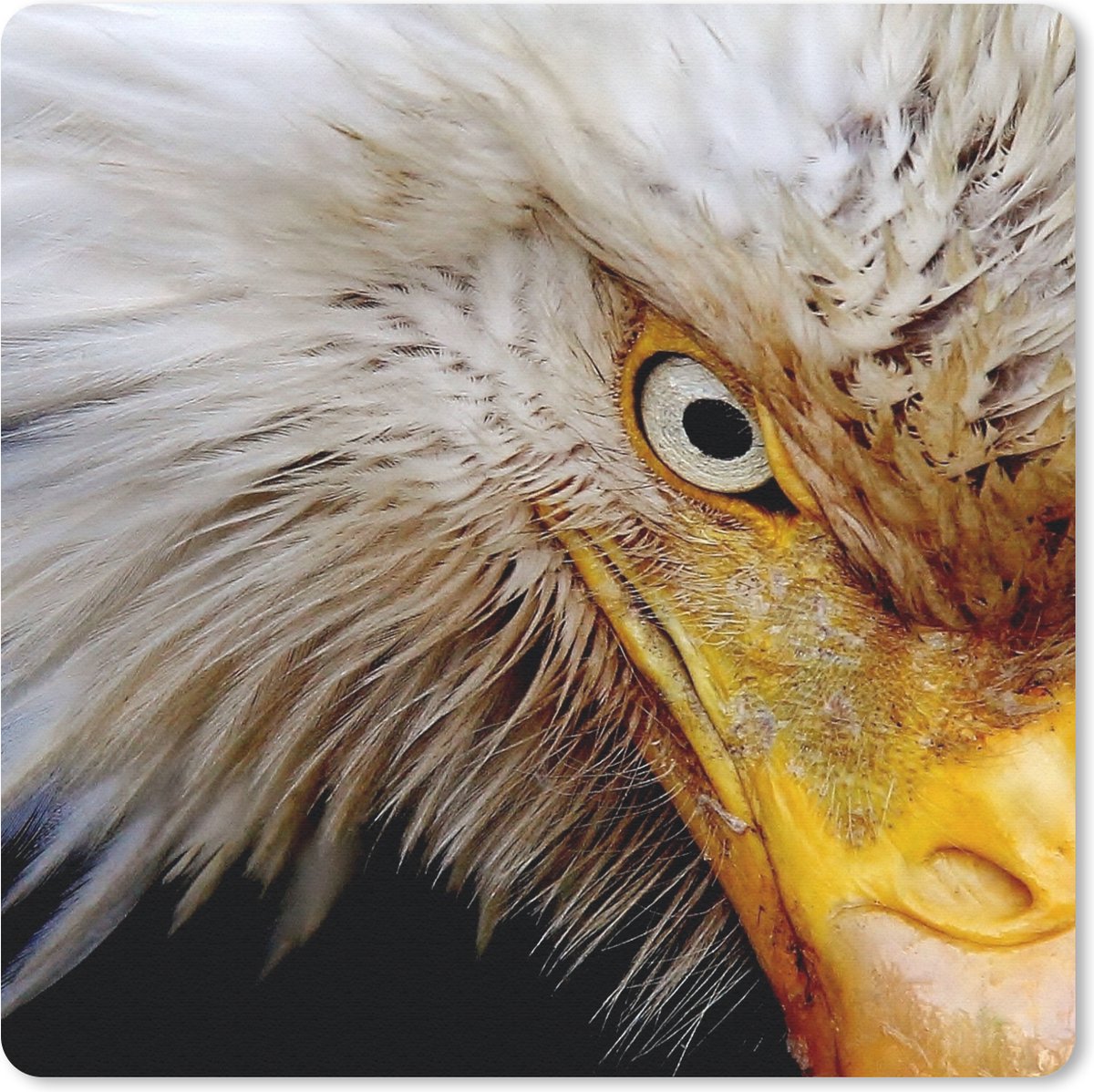 Muismat 20x20 cm - Mousepad Vogel - Oog - Snavel - Muismatten