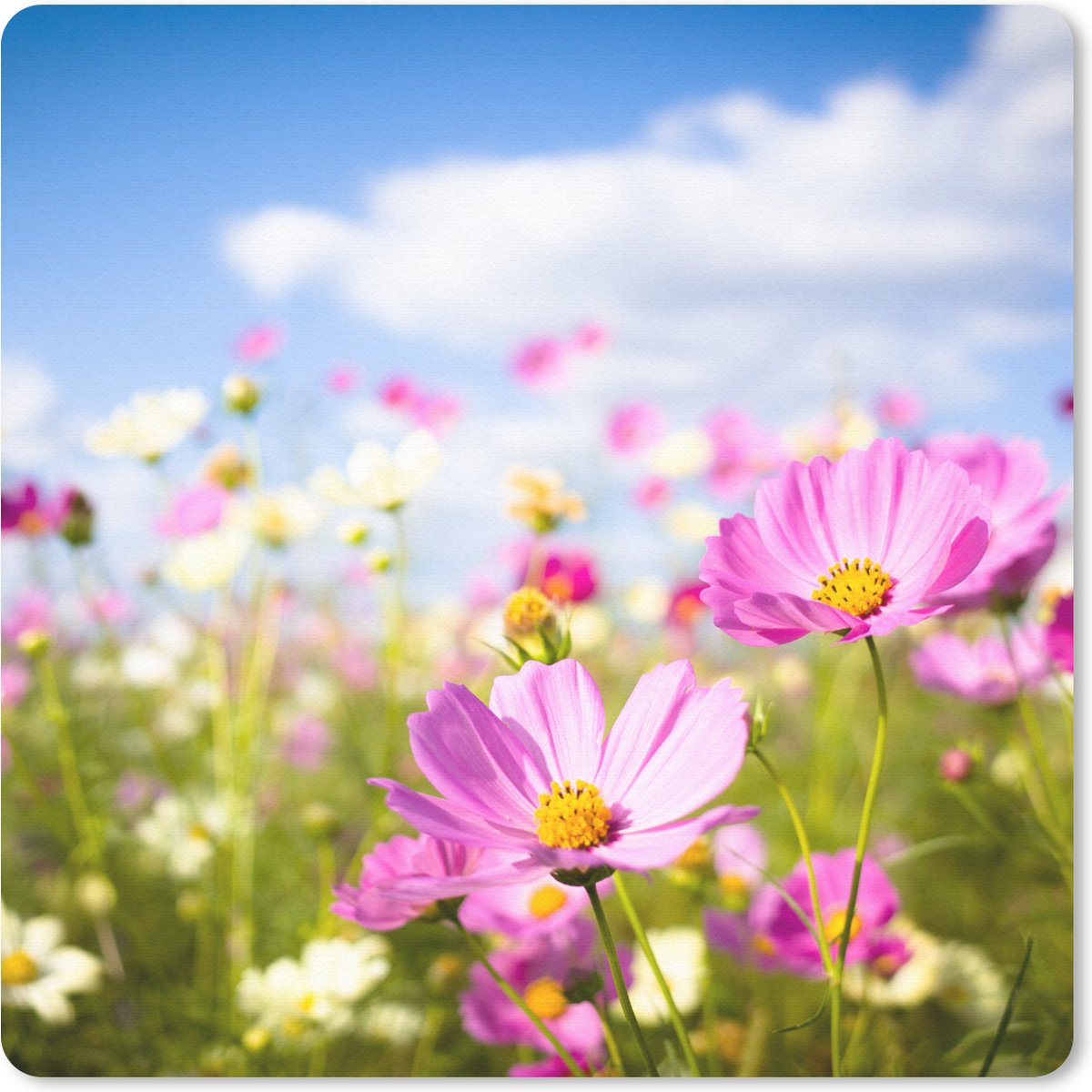 Muismat 20x20 cm - Mousepad Bloemen - Wei - Paars - Gras - Wit - Wolken - Blauw - Muismatten
