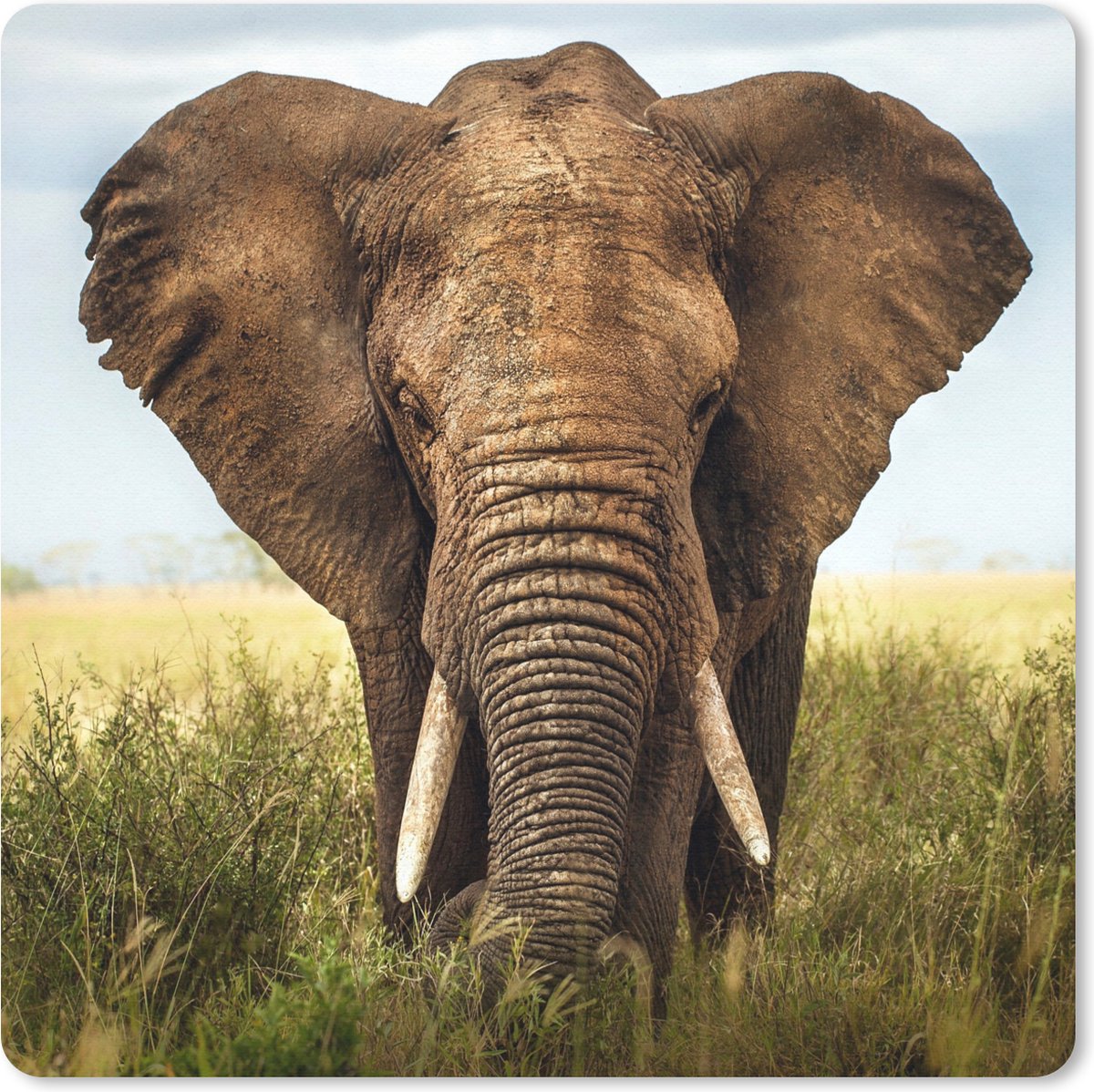 Muismat 30x30 cm - Mousepad Olifant - Gras - Dieren - Natuur - Muismatten