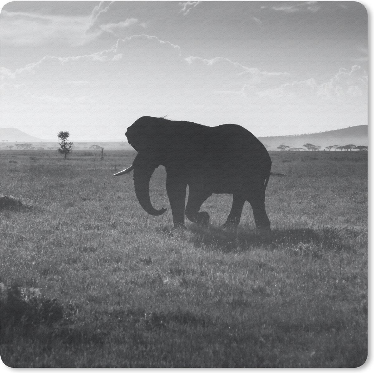 Muismat 30x30 cm - Mousepad Olifant - Vlakte - Dieren - Zwart wit - Muismatten