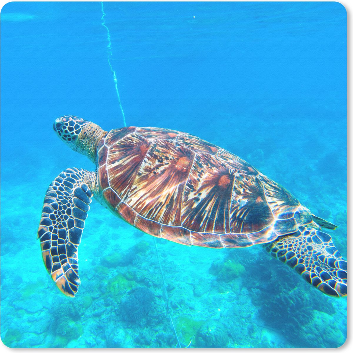 Muismat 20x20 cm - Mousepad Zee - Schildpad - Water - Muismatten