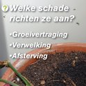 Aarde in bloempot met tekst "Welke schade richten ze aan?" met opsomming: Groeivertraging, Verwelking, Afsterfving.
