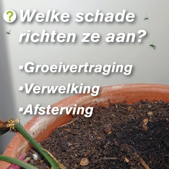 Aarde in bloempot met tekst "Welke schade richten ze aan?" met opsomming: Groeivertraging, Verwelking, Afsterfving.