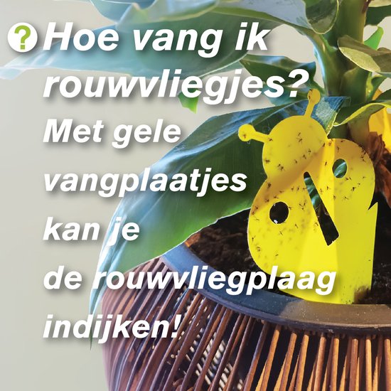 Kamerplant met tekst 'Hoe vang ik rouwvliegjes? Met gele vangplaatjes kan je de rouwvliegplaag indijken!'